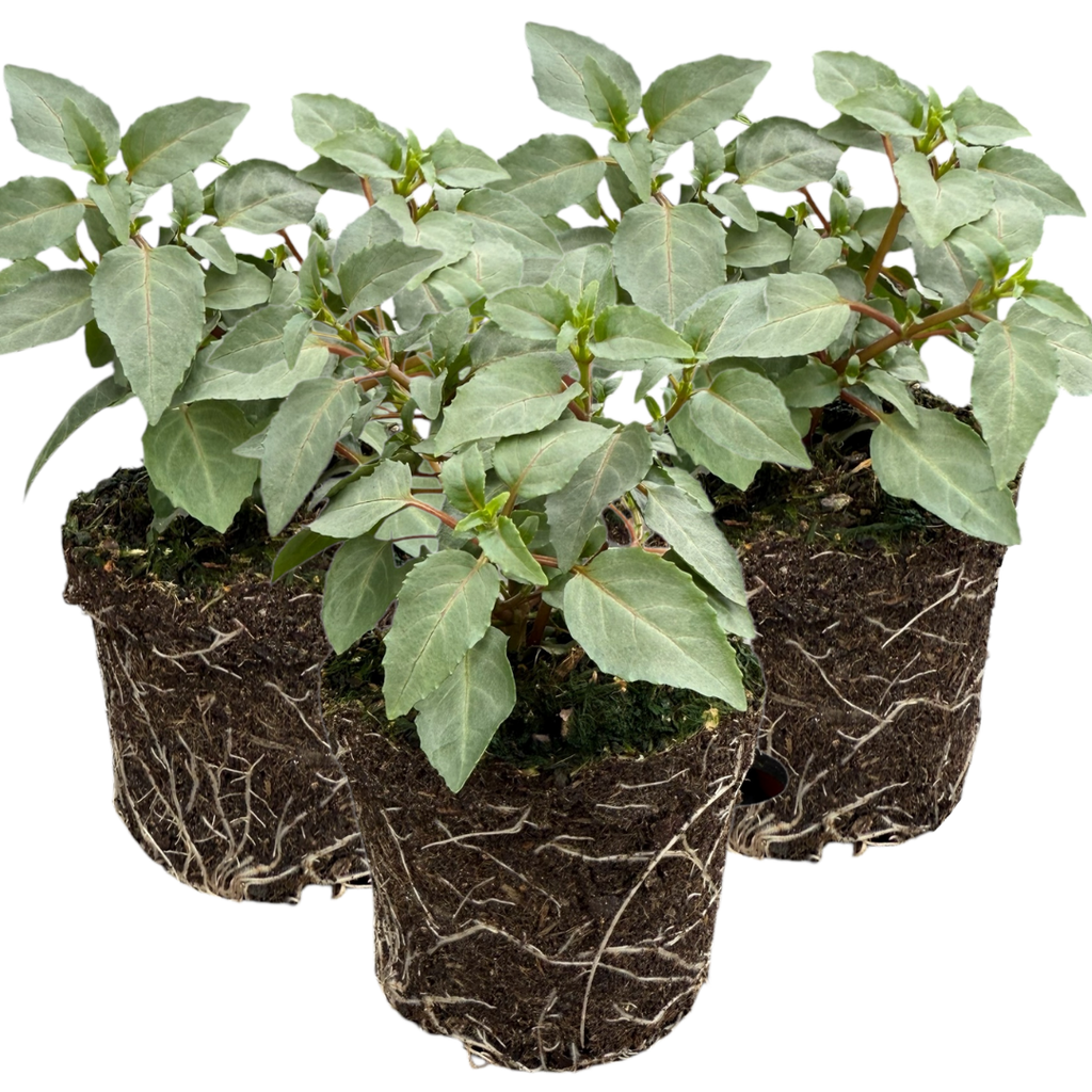 Fuchsia ‘Olivia’ — Patio Fuchsia (semi-tender perennial), Bee-Friendly, 10.5cm Pot (Set of 3 or 6)