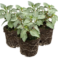 Fuchsia ‘Olivia’ — Patio Fuchsia (semi-tender perennial), Bee-Friendly, 10.5cm Pot (Set of 3 or 6)