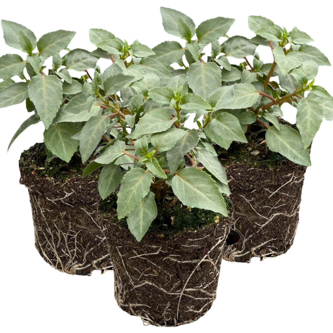 Fuchsia ‘Olivia’ — Patio Fuchsia (semi-tender perennial), Bee-Friendly, 10.5cm Pot (Set of 3 or 6)