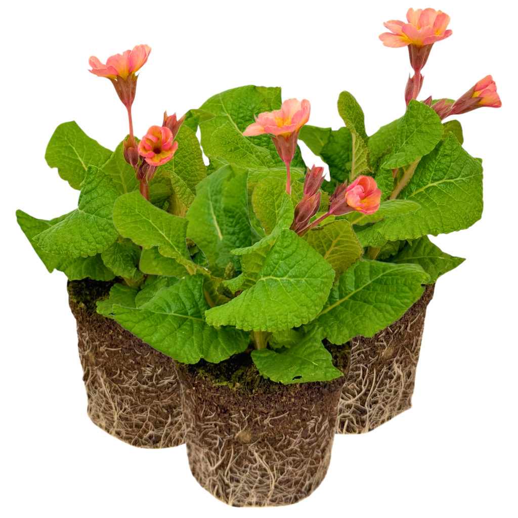 Polyanthus ‘Stella Champagne’ — Hardy Perennial, 1L Pot