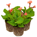 Polyanthus ‘Stella Champagne’ — Hardy Perennial, 1L Pot