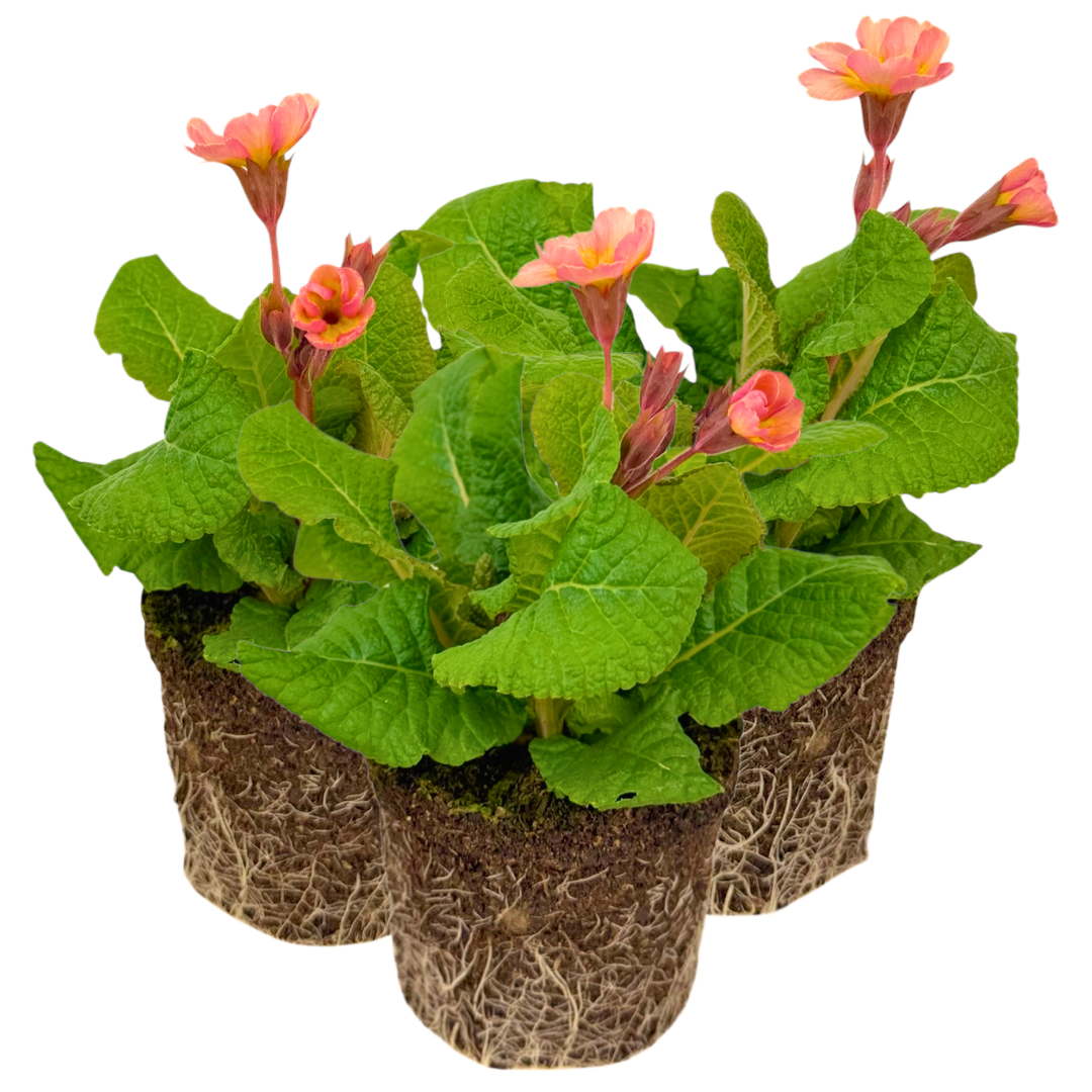 Polyanthus ‘Stella Champagne’ — Hardy Perennial, 1L Pot