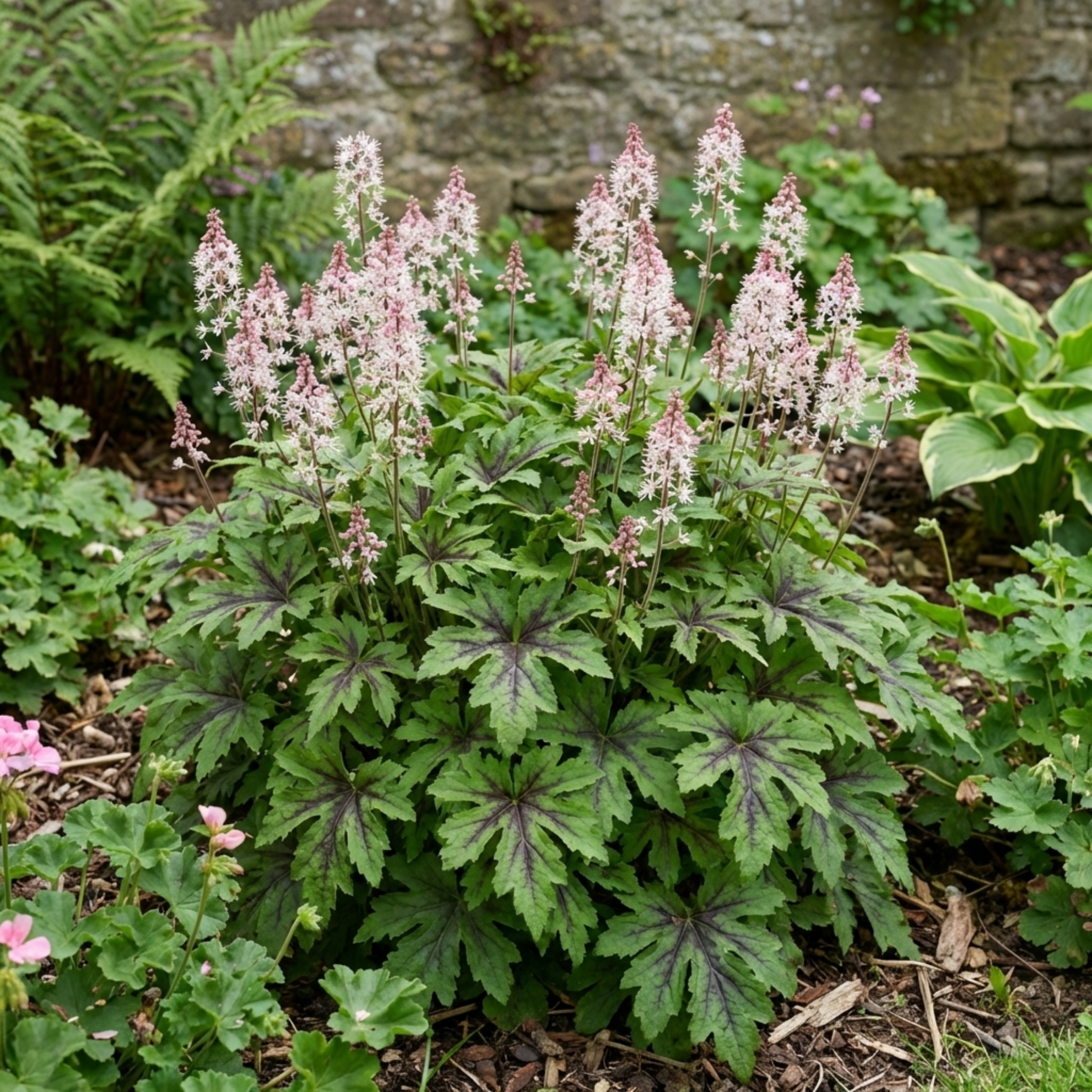 Tiarella ‘Sugar and Spice Foam’ — Hardy Perennial (semi-evergreen), Bee-Friendly, 2L Pot
