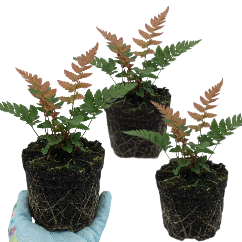 Japanese ‘Shield’ — Semi-evergreen Perennial Fern, 1L Pot (Set of 3 or 6)