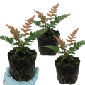 Japanese ‘Shield’ — Semi-evergreen Perennial Fern, 1L Pot (Set of 3 or 6)