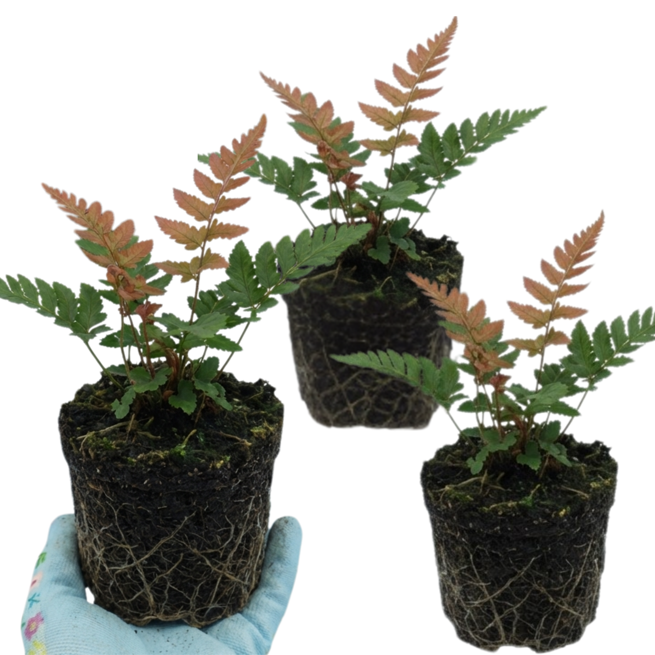 Japanese ‘Shield’ — Semi-evergreen Perennial Fern, 1L Pot (Set of 3 or 6)