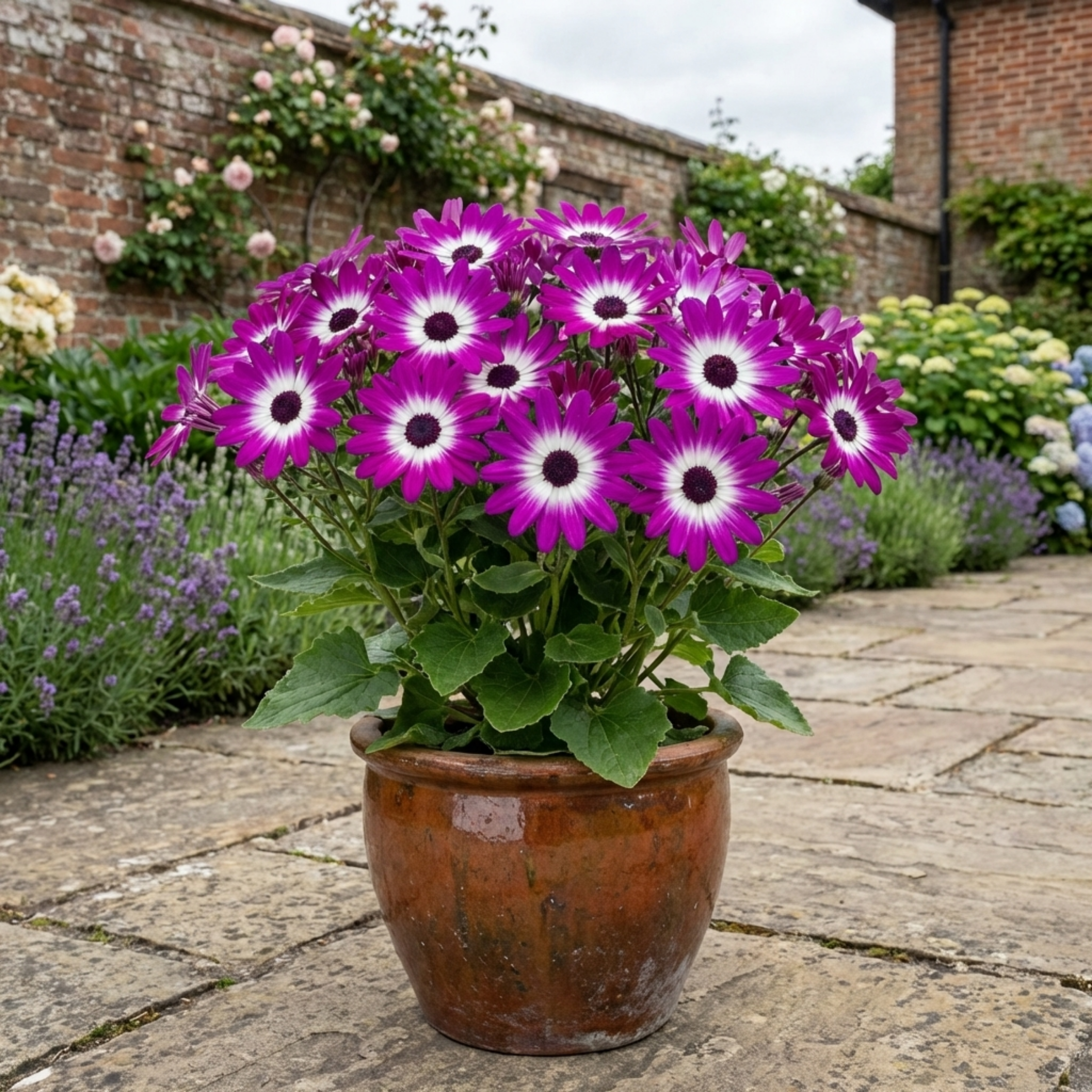 Senetti ‘Magenta Bicolour Pericallis’ — Bedding Plant, Bee-Friendly, 17cm Pot