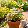 Heuchera ‘Tapestry’ — Hardy Perennial, 2L Pot