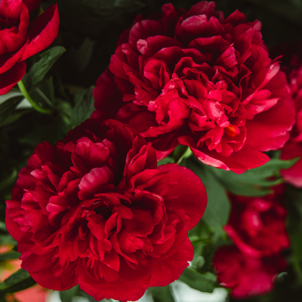 Carnation ‘Dark Red’ — Hardy Perennial, Bee-Friendly, 10.5cm Pot