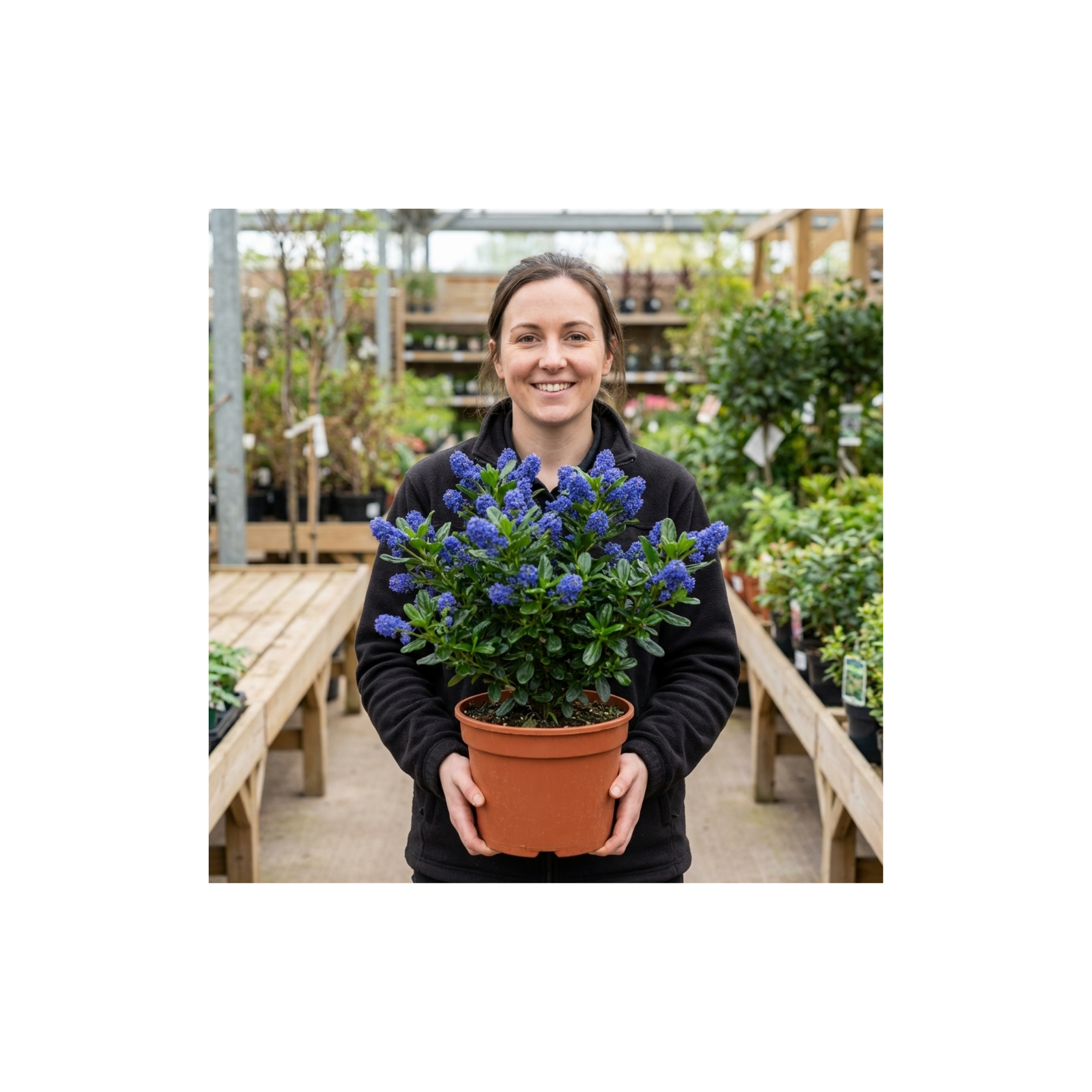 Ceanothus ‘Victoria’ — Evergreen Shrub, Bee-Friendly, 3L Pot