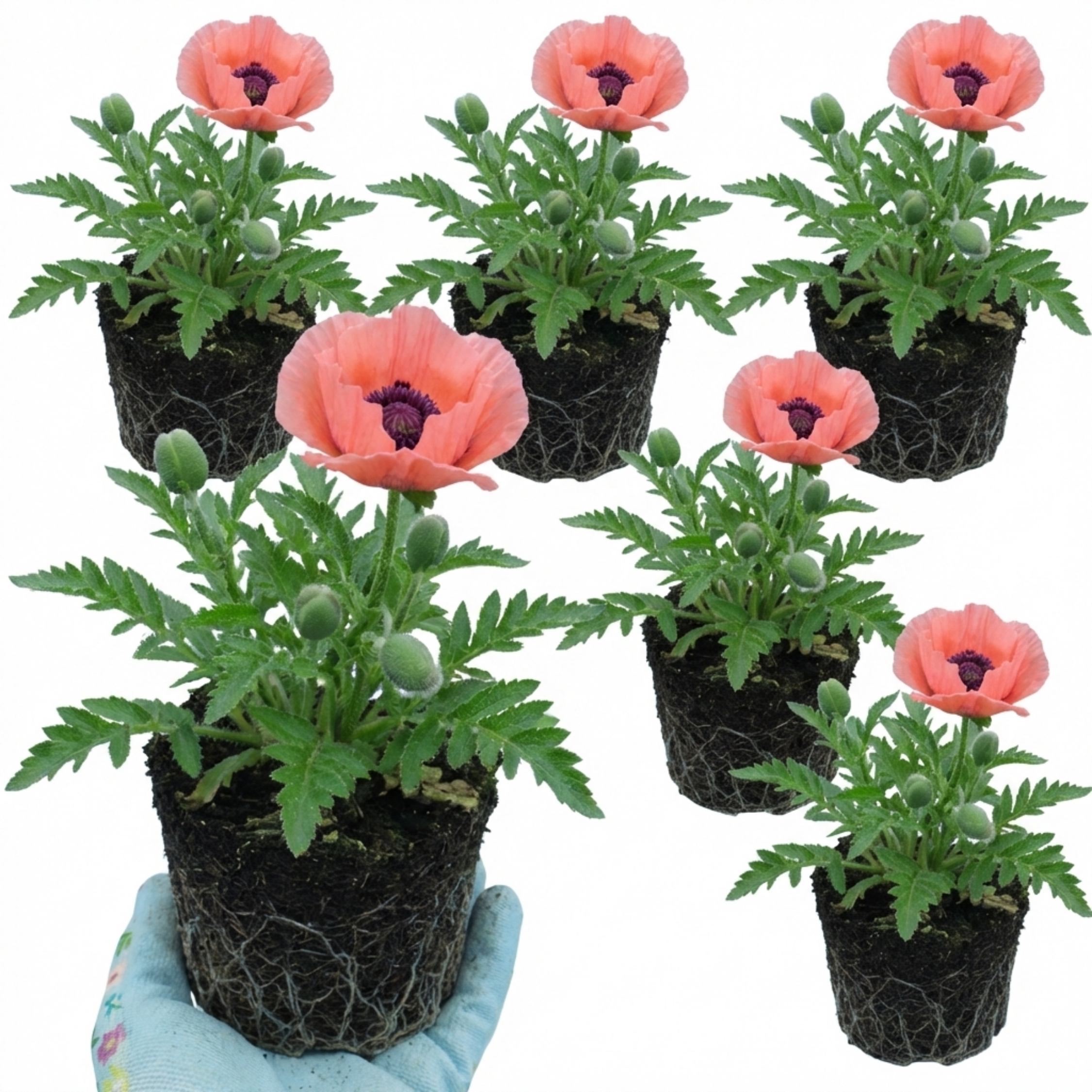 Papaver ‘Orientale Victoria Louise’ — Hardy Perennial, Bee-Friendly, 1L Pot (Set of 3 or 6)