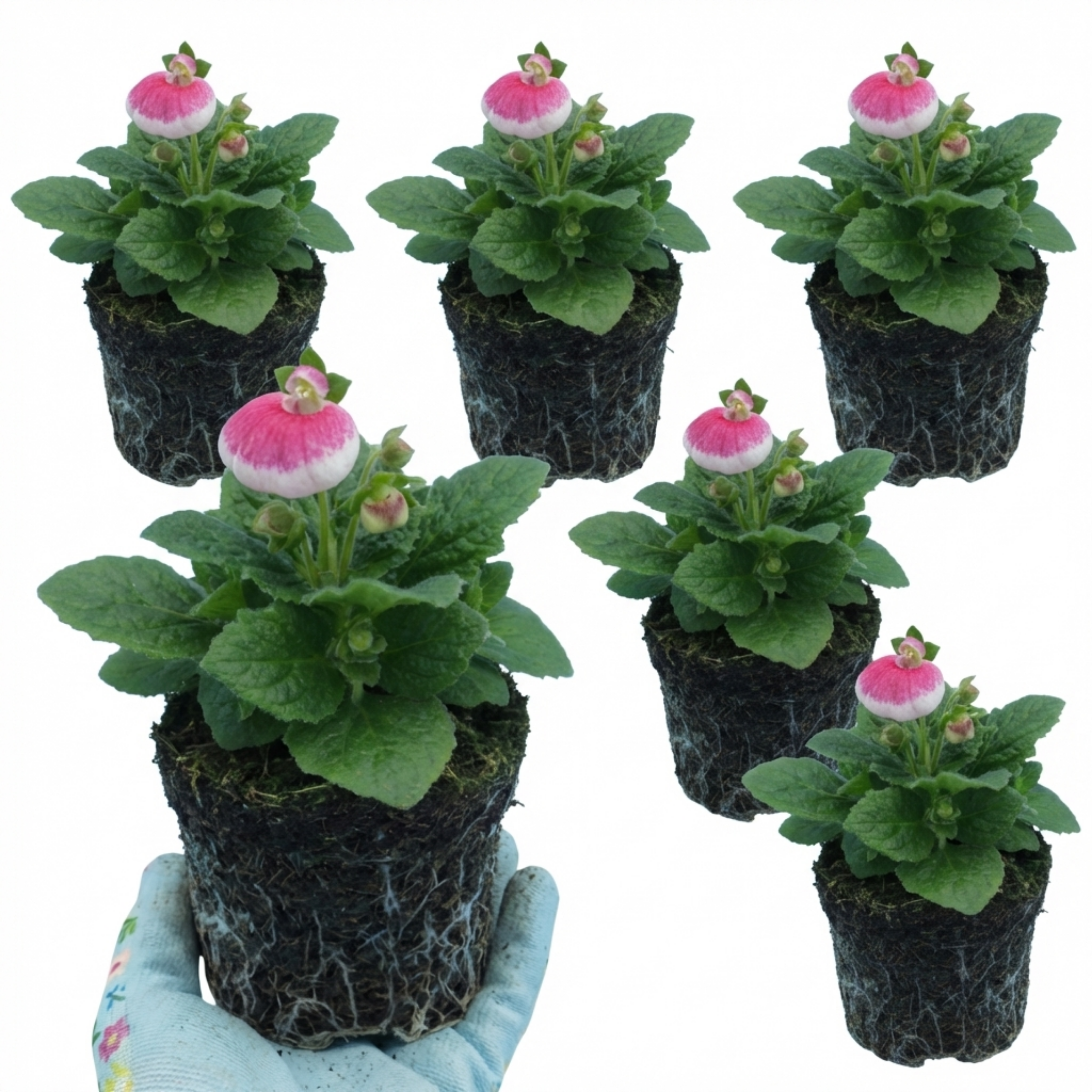 Calceolaria ‘Pink Bicolour’ — Hardy Perennial, 1L Pot (Set of 3 or 6)