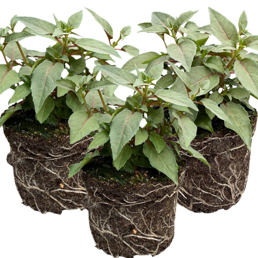 Fuchsia ‘Lisa’ — Patio Fuchsia (semi-tender perennial), Bee-Friendly, 10.5cm Pot (Set of 3 or 6)