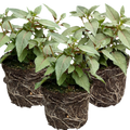 Fuchsia ‘Lisa’ — Patio Fuchsia (semi-tender perennial), Bee-Friendly, 10.5cm Pot (Set of 3 or 6)