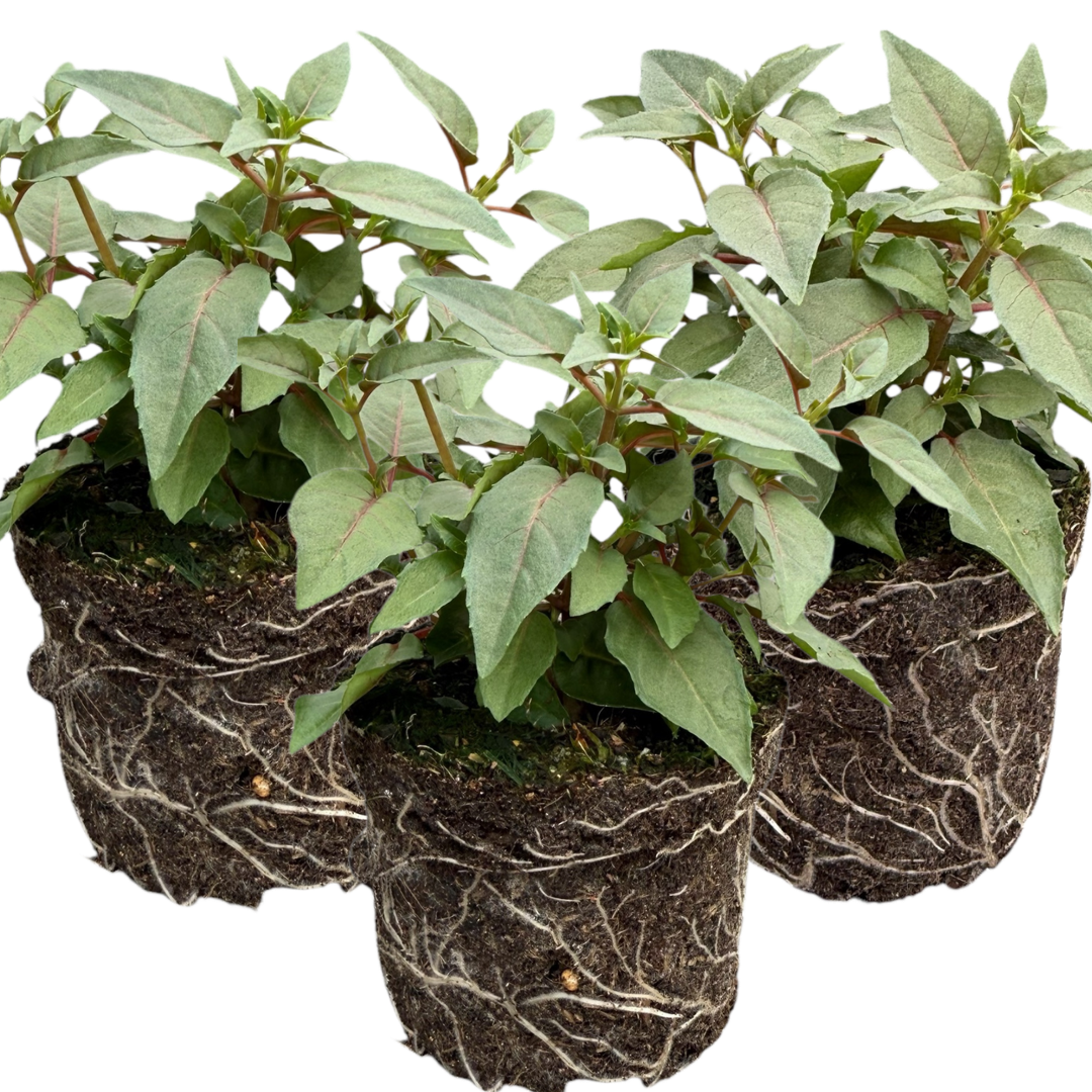 Fuchsia ‘Lisa’ — Patio Fuchsia (semi-tender perennial), Bee-Friendly, 10.5cm Pot (Set of 3 or 6)