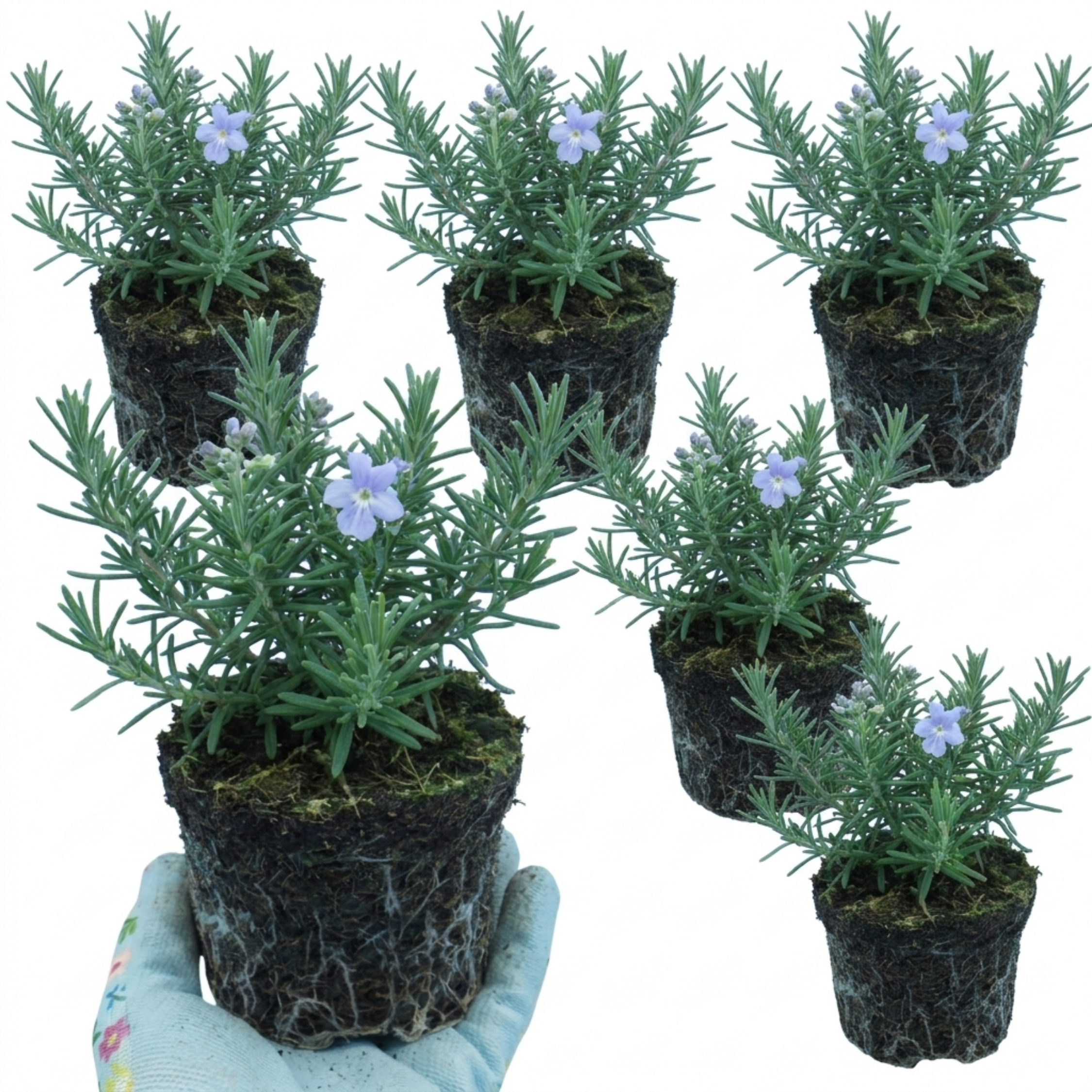Salvia ‘Blue Winter’ — Hardy Evergreen Shrub / Perennial Herb, Bee-Friendly, 1L Pot (Set of 3 or 6)