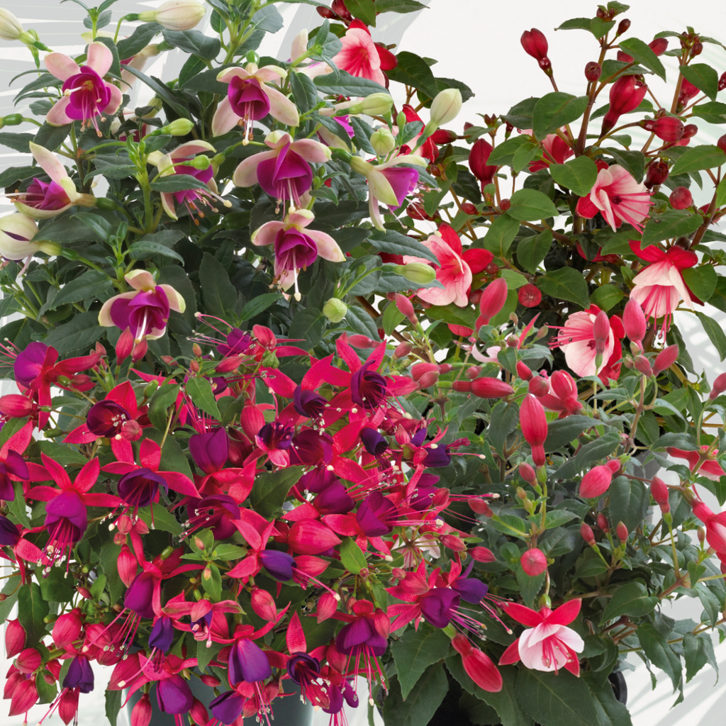 Fuchsia ‘Diva Random Colour Mix’ — Hardy Perennial, Bee-Friendly, 1L Pot