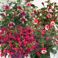 Fuchsia ‘Diva Random Colour Mix’ — Hardy Perennial, Bee-Friendly, 1L Pot
