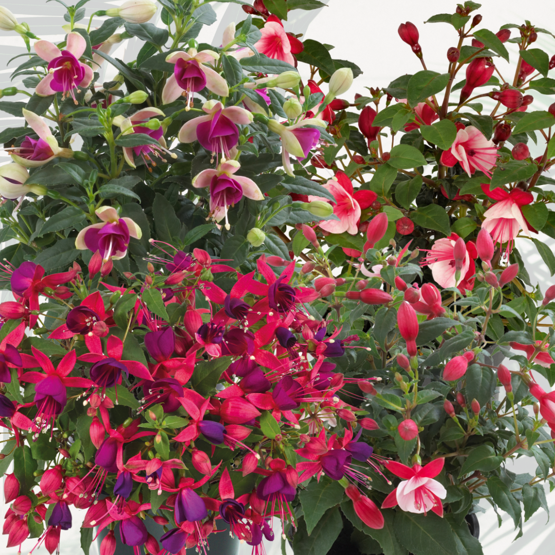 Fuchsia ‘Diva Random Colour Mix’ — Hardy Perennial, Bee-Friendly, 1L Pot