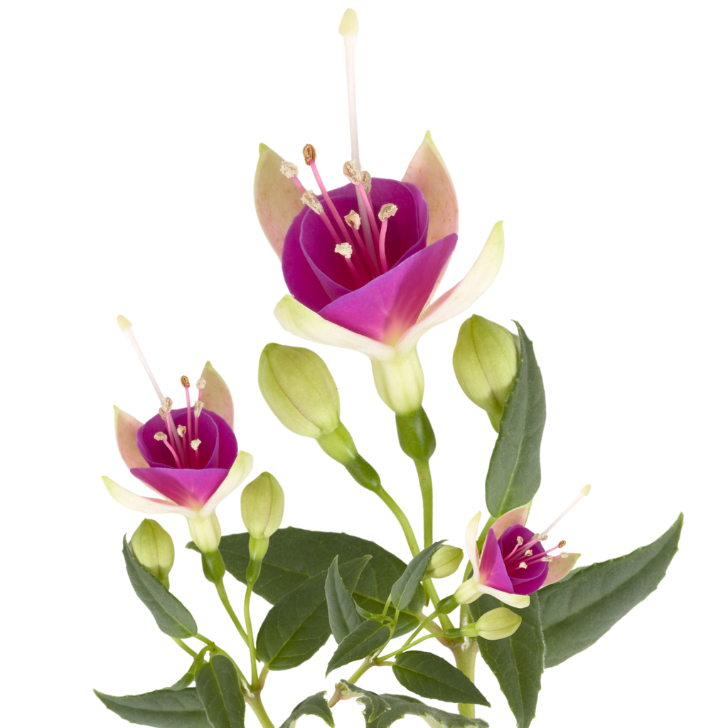 Fuchsia ‘Diva White and Violet’ — Hardy Perennial, Bee-Friendly, 1L Pot