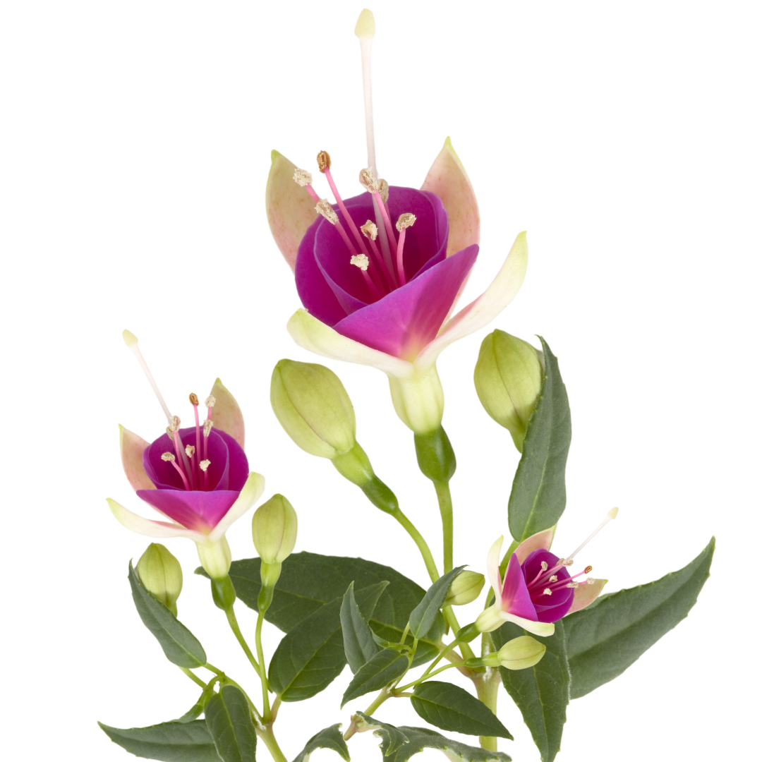 Fuchsia ‘Diva White and Violet’ — Hardy Perennial, Bee-Friendly, 1L Pot