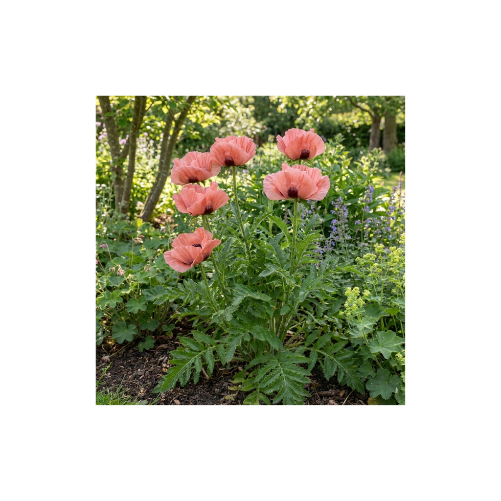 Papaver ‘Orientale Waltzing Mathilde’ — Hardy Perennial, Bee-Friendly, 3L Pot