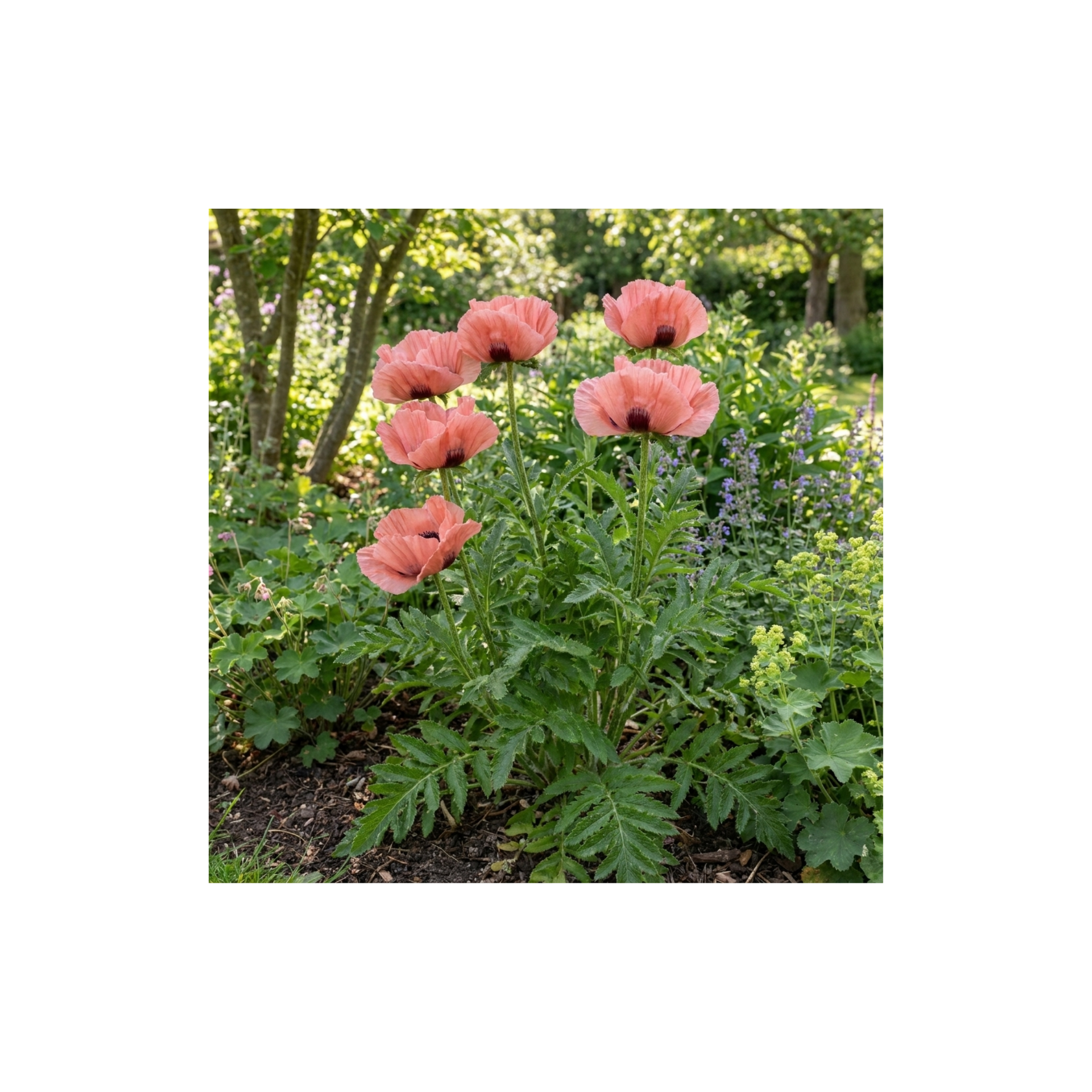 Papaver ‘Orientale Waltzing Mathilde’ — Hardy Perennial, Bee-Friendly, 3L Pot