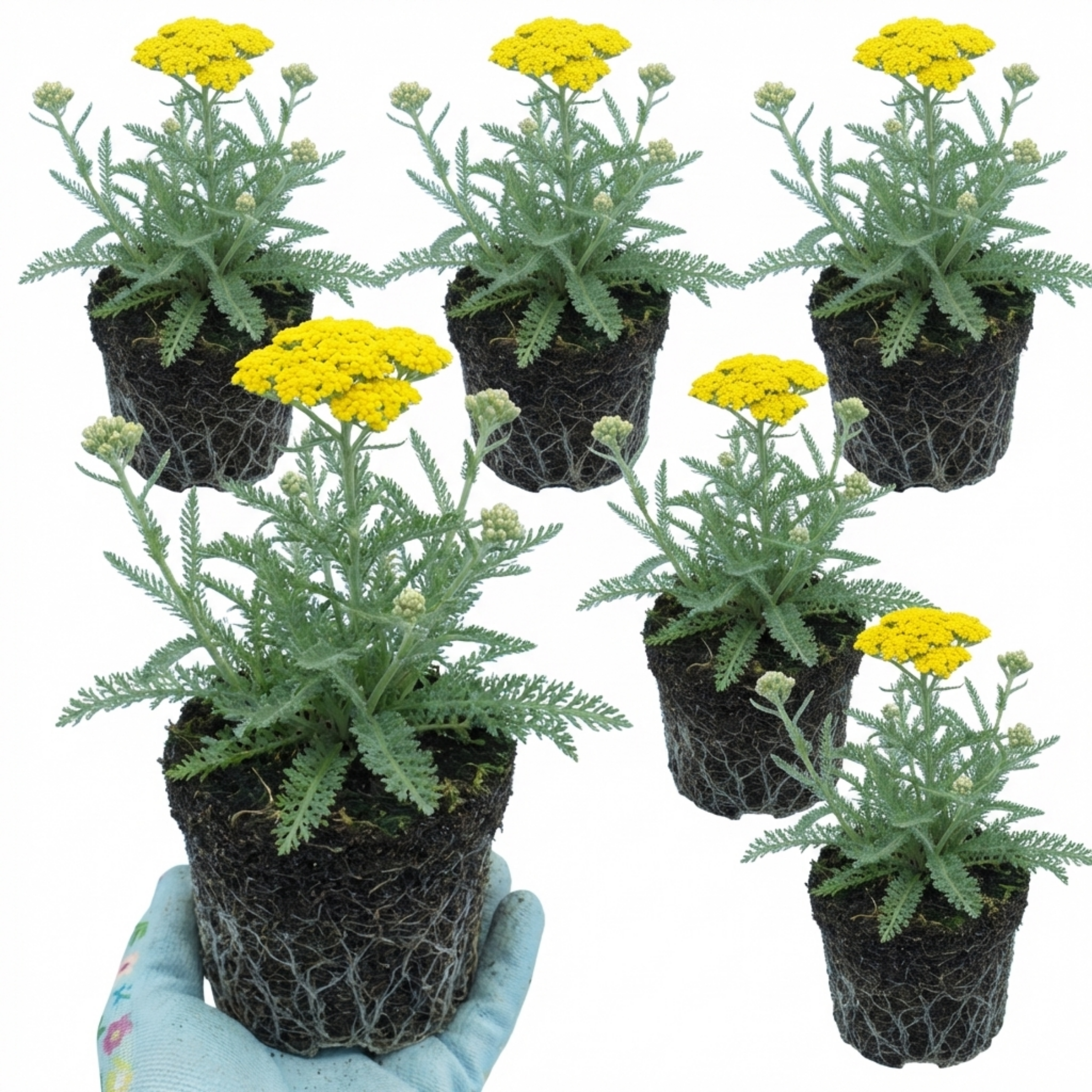 Achillea ‘Cloth of Gold’ — Hardy Herbaceous Perennial, Bee-Friendly, 1L Pot (Set of 3 or 6)
