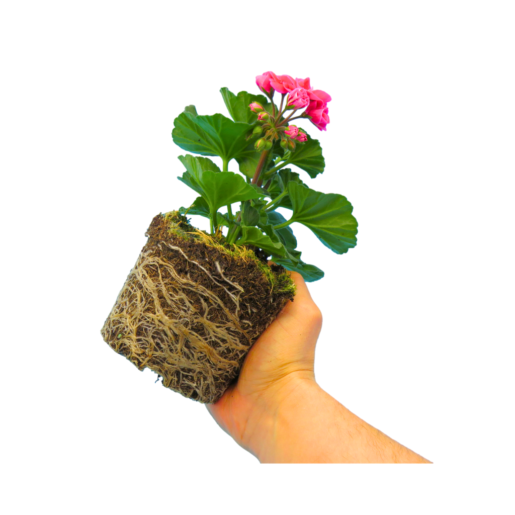 Pelargonium ‘Tammo’ — Tender Perennial (grown as bedding), Bee-Friendly, 1L Pot (Set of 3 or 6)