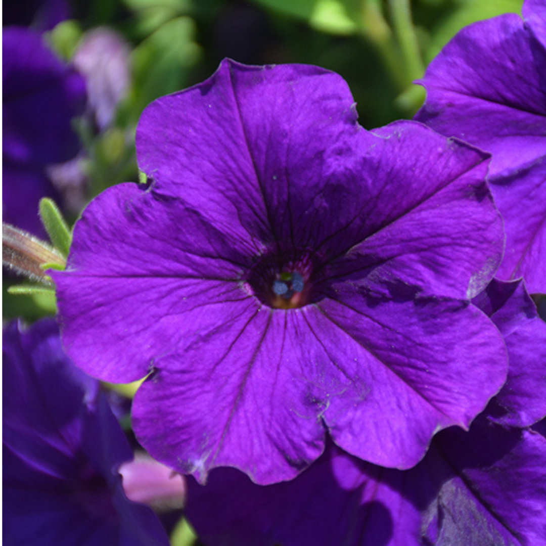 Petunia ‘Dekko Blue’ — Hardy Perennial, 10.5cm Pot (Set of 3 or 6)