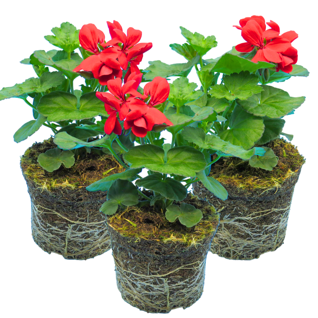 Pelargonium ‘Landscape Fire’ — Tender Perennial (grown as bedding), Bee-Friendly, 1L Pot (Set of 3 or 6)