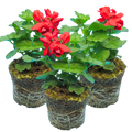 Pelargonium ‘Landscape Fire’ — Tender Perennial (grown as bedding), Bee-Friendly, 1L Pot (Set of 3 or 6)