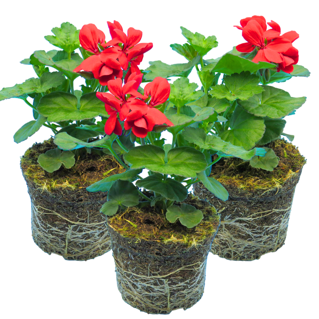Pelargonium ‘Landscape Fire’ — Tender Perennial (grown as bedding), Bee-Friendly, 1L Pot (Set of 3 or 6)