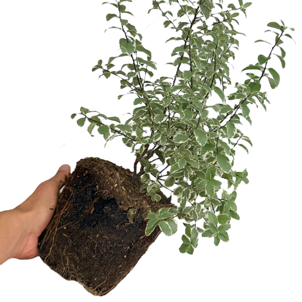 Pittosporum ‘Malahide’ — Hardy Shrub, 3L Pot