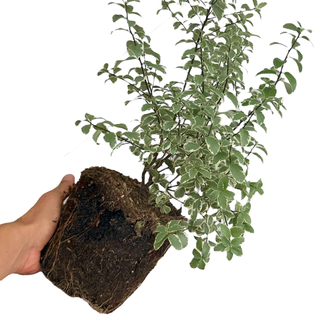 Pittosporum ‘Malahide’ — Hardy Shrub, 3L Pot