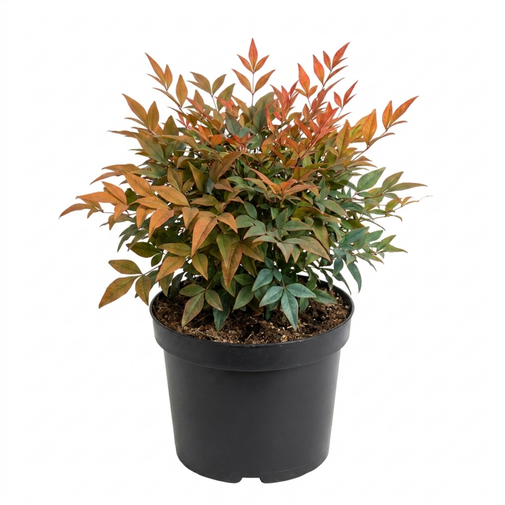 Nandina ‘Gulf Stream’ — Compact Evergreen Shrub, 3L Pot