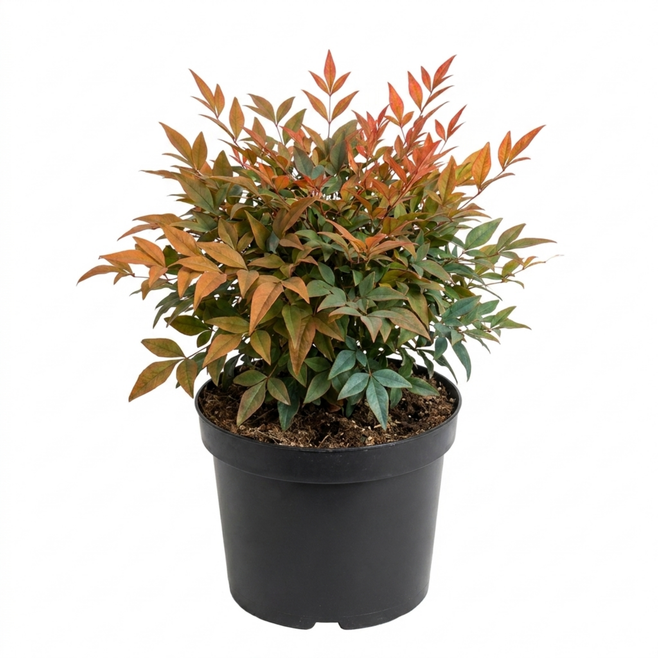 Nandina ‘Gulf Stream’ — Compact Evergreen Shrub, 3L Pot
