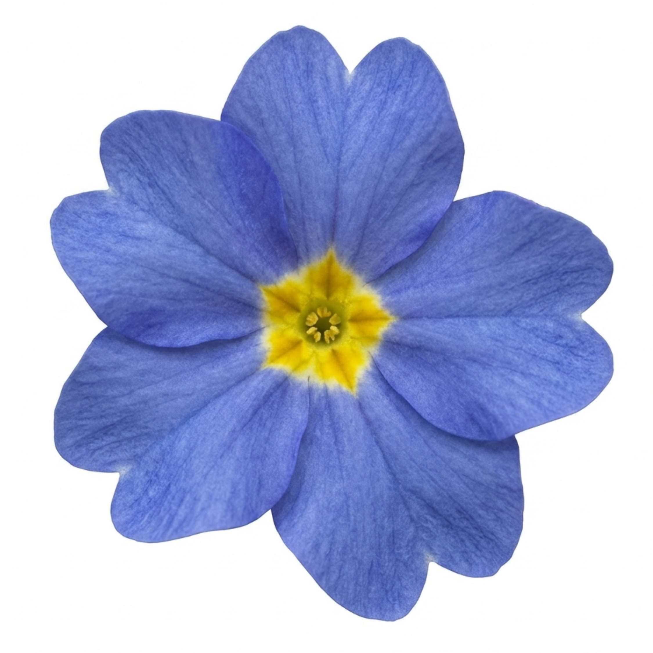 Primula ‘Oakleaf Blue’ — Hardy Perennial, Bee-Friendly, 2L Pot