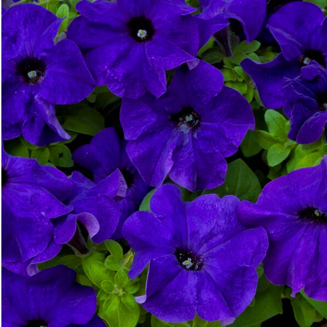 Petunia 'Express Blue' — Half-Hardy Annual, 10.5cm Pot (Set of 3 or 6)