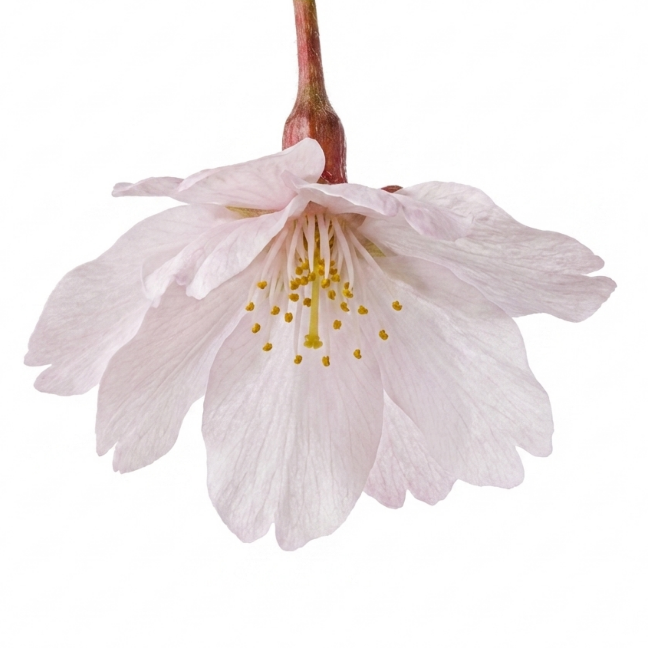 Prunus ‘Kojo No Mai Flowering Hedging’ — Deciduous Shrub / Small Tree, Bee-Friendly, 3L Pot