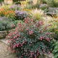 Symphoricarpos ‘Magical Winterberry’ — Hardy Perennial, 3L Pot