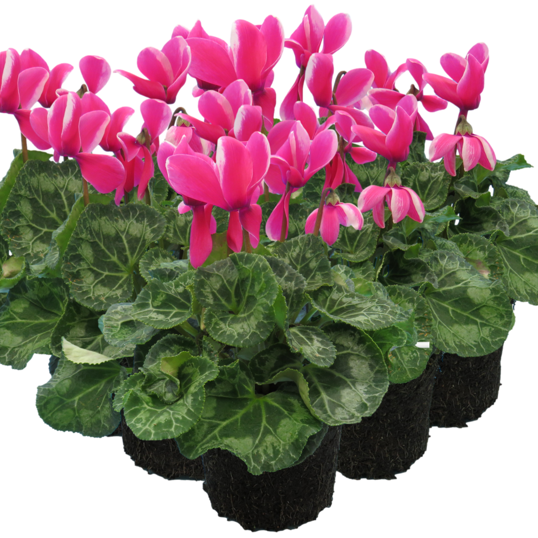 Cyclamen ‘Bicolour Pink Flame’ — Hardy Perennial, 1L Pot