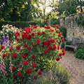 Rose 'Red Bush' — Deciduous Shrub, Bee-Friendly, 3L Pot