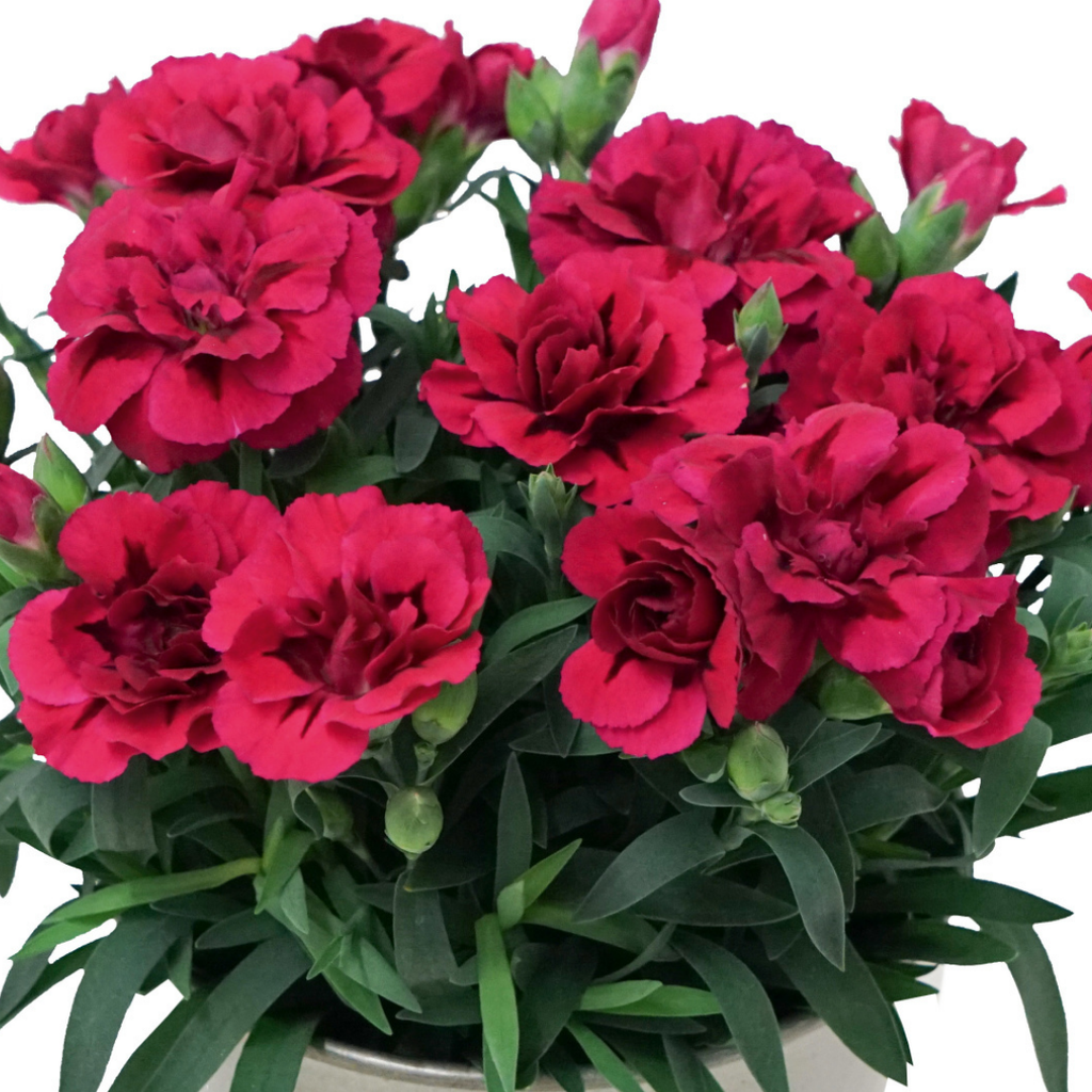 Carnation ‘Oscar’ — Hardy Perennial, Bee-Friendly, 10.5cm Pot