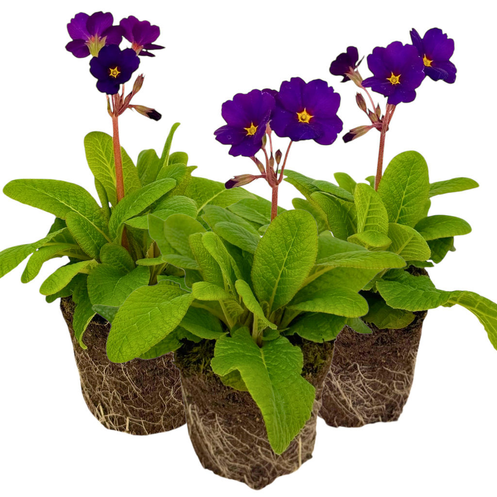Polyanthus ‘Stella Pheasant Eye’ — Hardy Perennial, 1L Pot