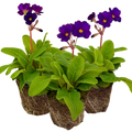 Polyanthus ‘Stella Pheasant Eye’ — Hardy Perennial, 1L Pot