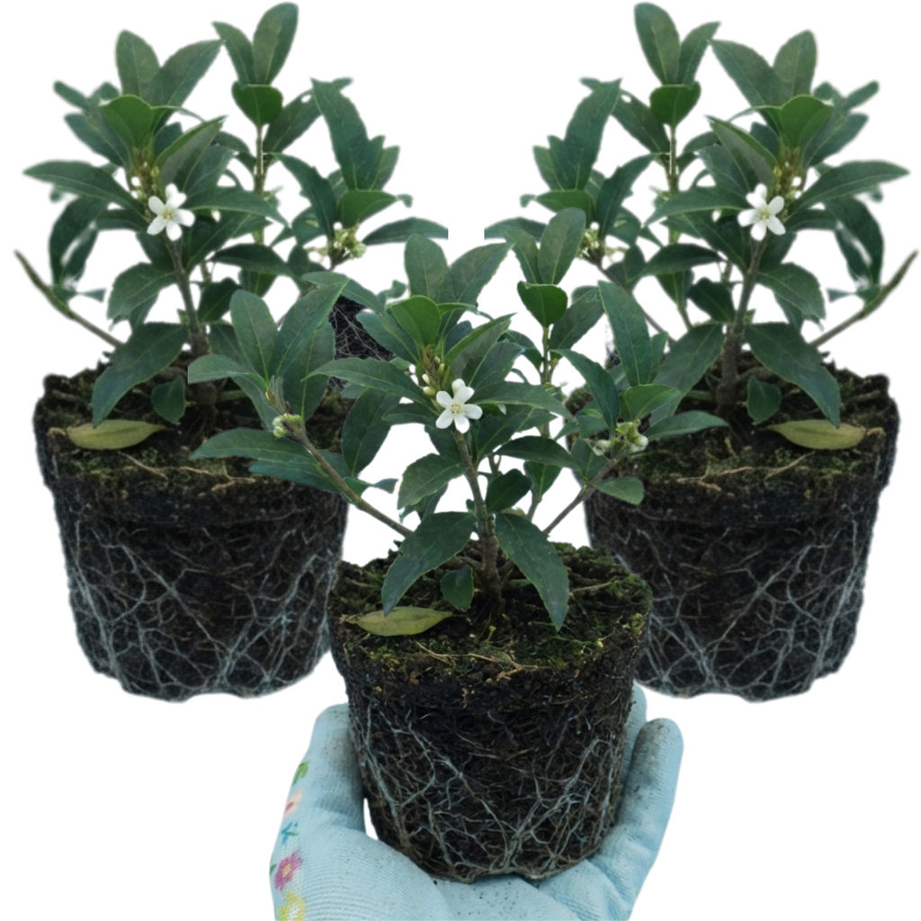 Osmanthus × burkwoodii — Fragrant Evergreen Hedging, Bee-Friendly, 1L Pot (Set of 3 or 6)
