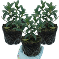 Osmanthus × burkwoodii — Fragrant Evergreen Hedging, Bee-Friendly, 1L Pot (Set of 3 or 6)