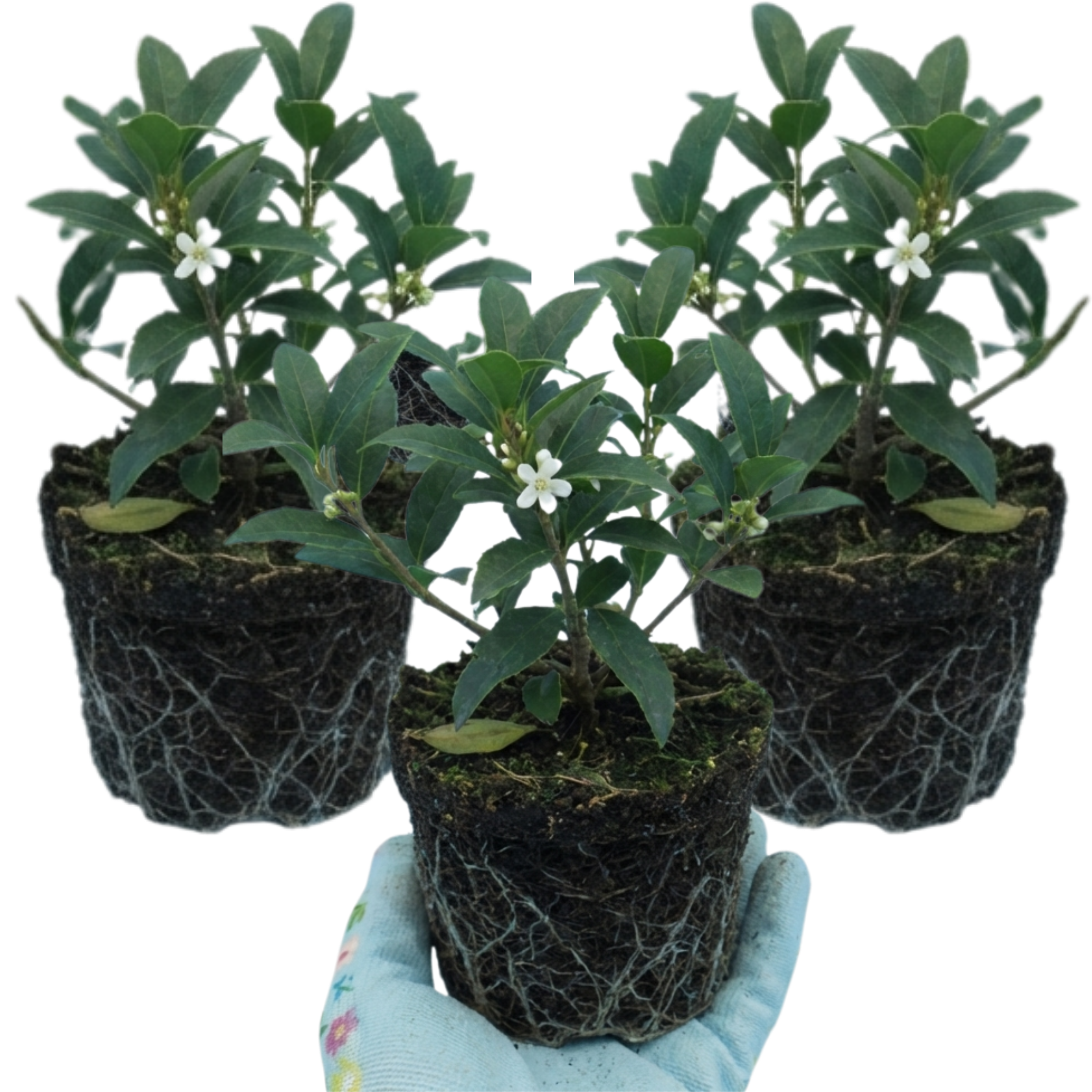 Osmanthus × burkwoodii — Fragrant Evergreen Hedging, Bee-Friendly, 1L Pot (Set of 3 or 6)