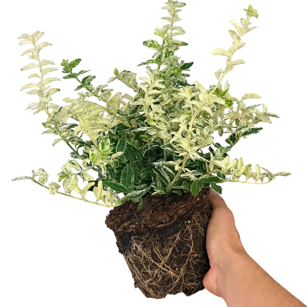 Euonymus ‘Harlequin’ — Hardy Shrub, 2L Pot